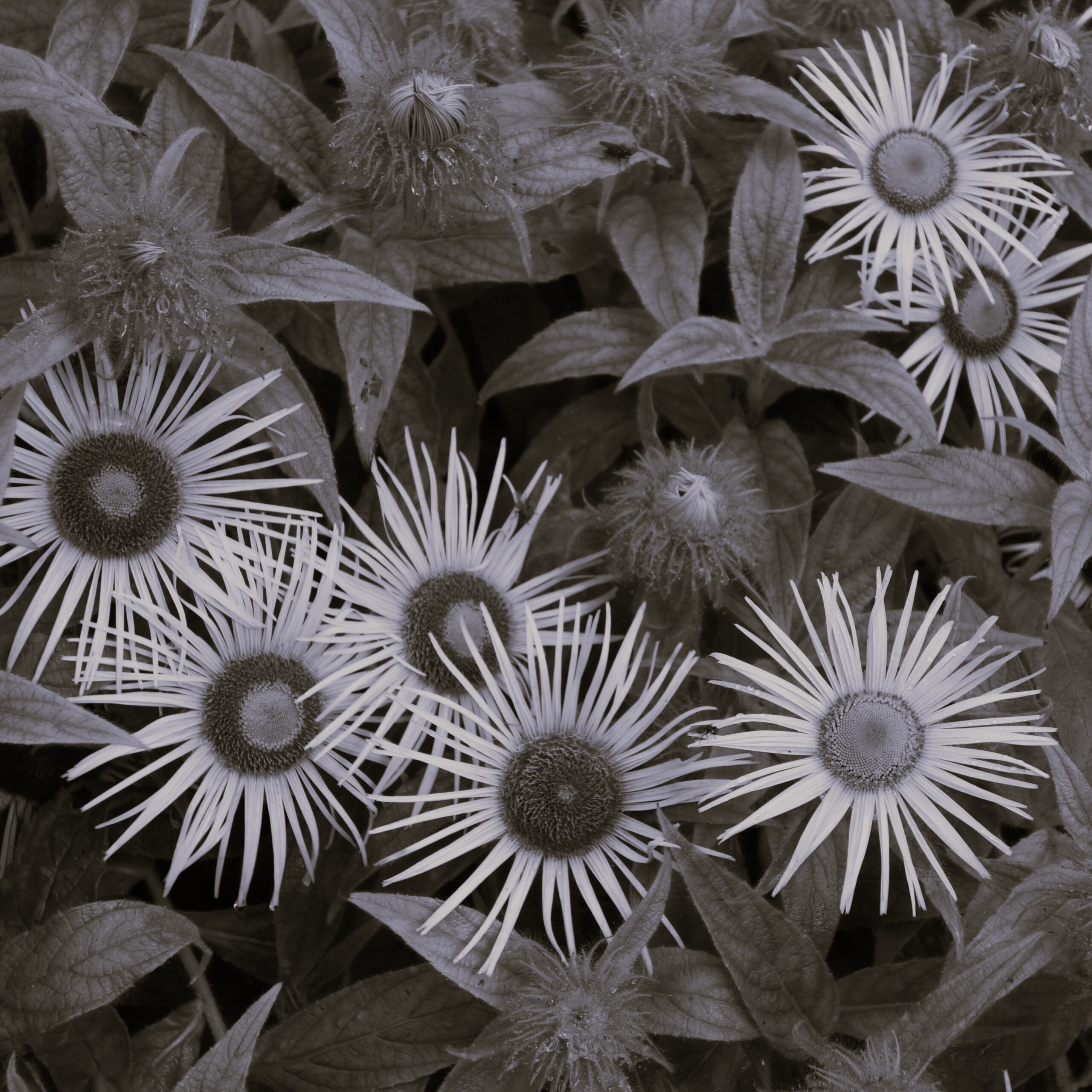 Black and white photo of a flowering plant with some blooming flowers and some deadheads